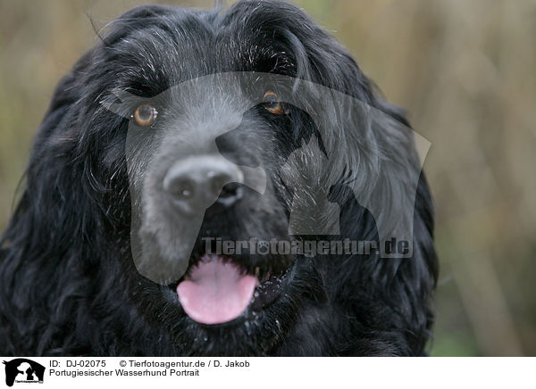 Portugiesischer Wasserhund Portrait / DJ-02075