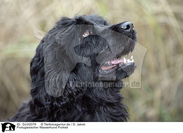 Portugiesischer Wasserhund Portrait / DJ-02076