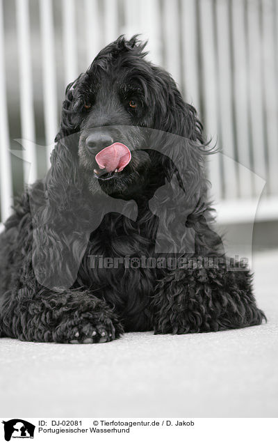 Portugiesischer Wasserhund / Portuguese water dog / DJ-02081