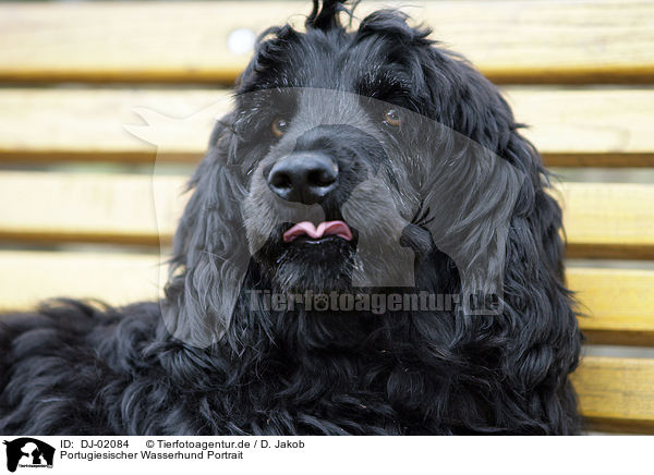 Portugiesischer Wasserhund Portrait / DJ-02084