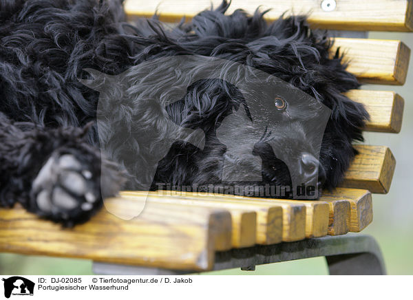 Portugiesischer Wasserhund / DJ-02085