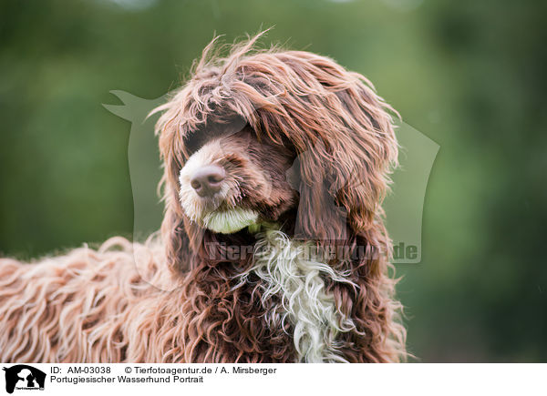 Portugiesischer Wasserhund Portrait / AM-03038