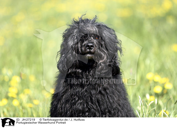 Portugiesischer Wasserhund Portrait / JH-27219