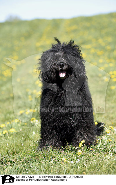 sitzender Portugiesischer Wasserhund / sitting Portuguese Water Dog / JH-27226