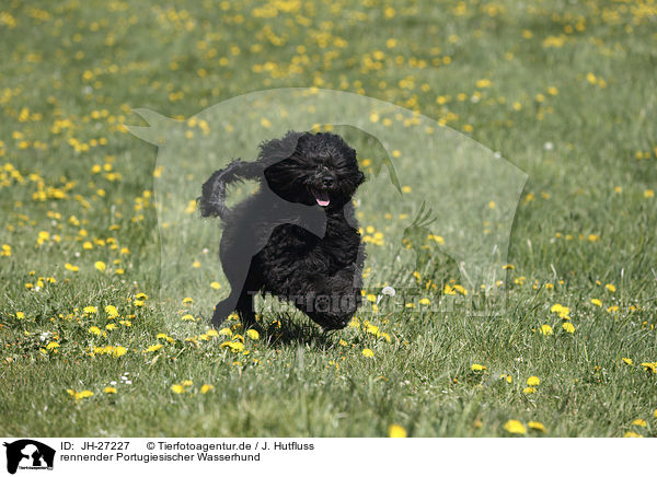 rennender Portugiesischer Wasserhund / Portuguese Water Dog / JH-27227
