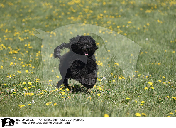 rennender Portugiesischer Wasserhund / JH-27227