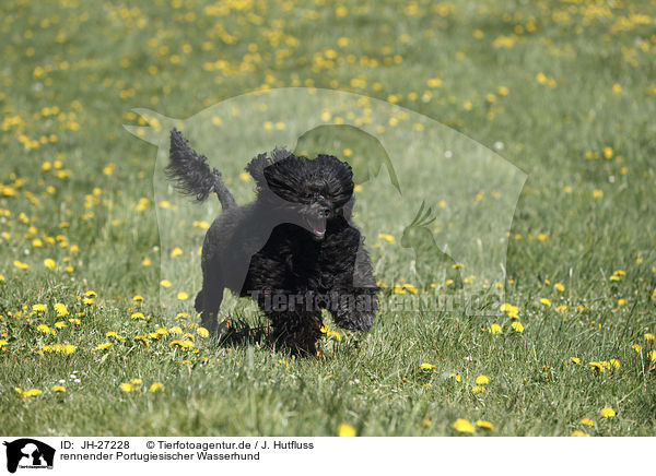 rennender Portugiesischer Wasserhund / Portuguese Water Dog / JH-27228