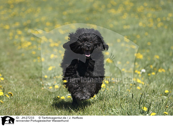 rennender Portugiesischer Wasserhund / Portuguese Water Dog / JH-27233