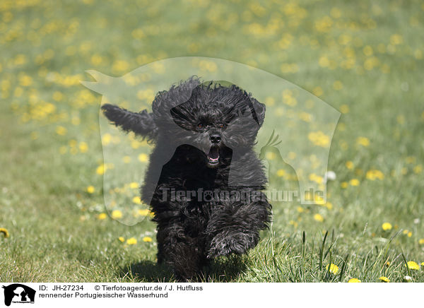 rennender Portugiesischer Wasserhund / JH-27234