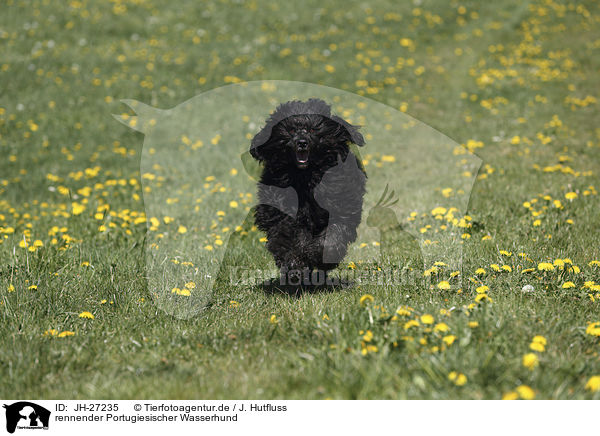 rennender Portugiesischer Wasserhund / Portuguese Water Dog / JH-27235