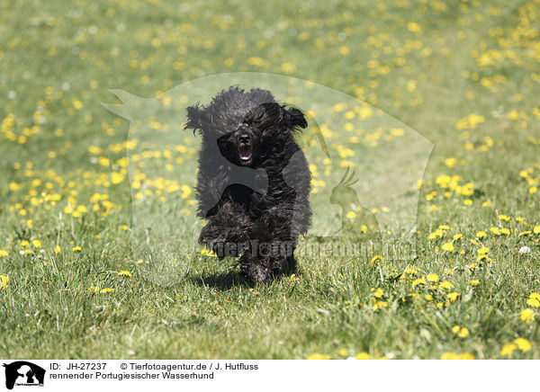 rennender Portugiesischer Wasserhund / JH-27237