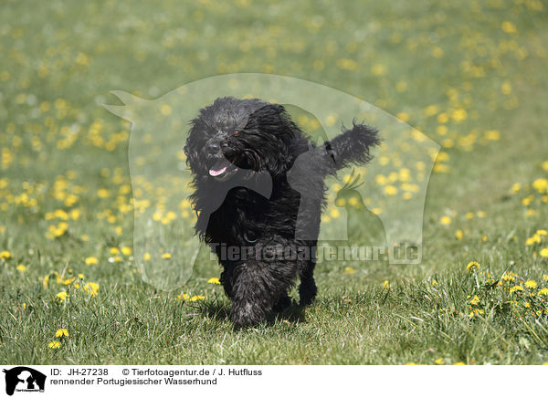 rennender Portugiesischer Wasserhund / Portuguese Water Dog / JH-27238