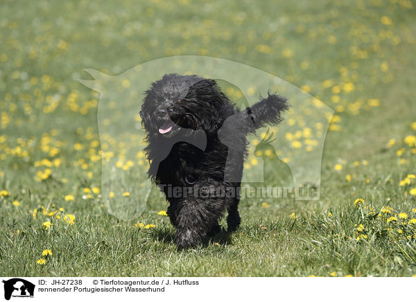 rennender Portugiesischer Wasserhund / JH-27238