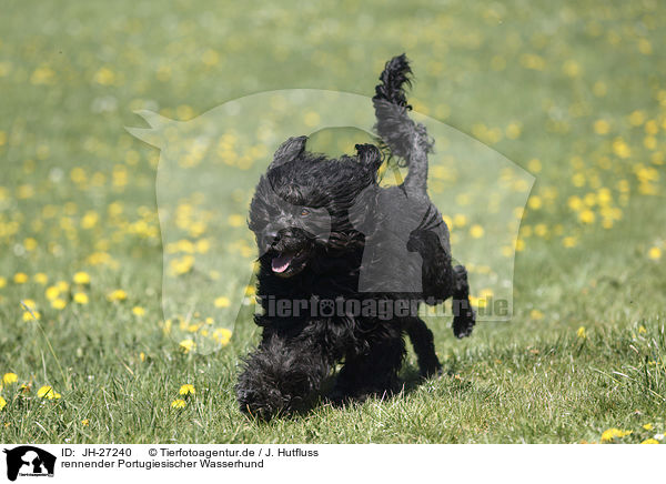 rennender Portugiesischer Wasserhund / Portuguese Water Dog / JH-27240
