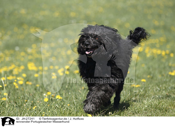 rennender Portugiesischer Wasserhund / JH-27241