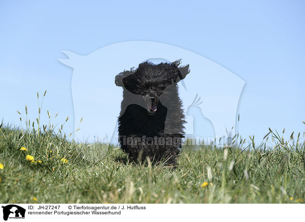 rennender Portugiesischer Wasserhund / Portuguese Water Dog / JH-27247