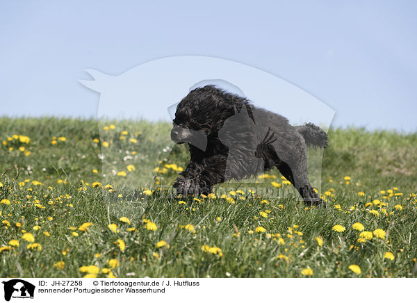 rennender Portugiesischer Wasserhund / Portuguese Water Dog / JH-27258