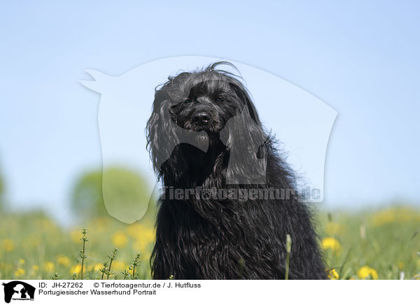 Portugiesischer Wasserhund Portrait / JH-27262