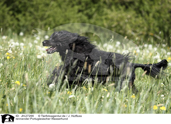 rennender Portugiesischer Wasserhund / Portuguese Water Dog / JH-27266