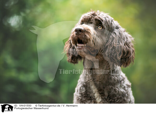 Portugiesischer Wasserhund / VH-01550