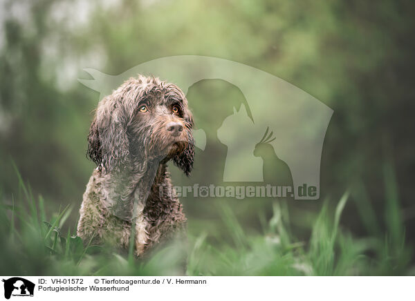 Portugiesischer Wasserhund / VH-01572