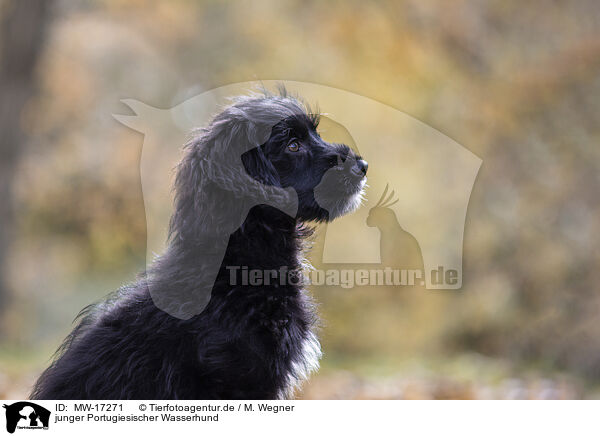 junger Portugiesischer Wasserhund / MW-17271