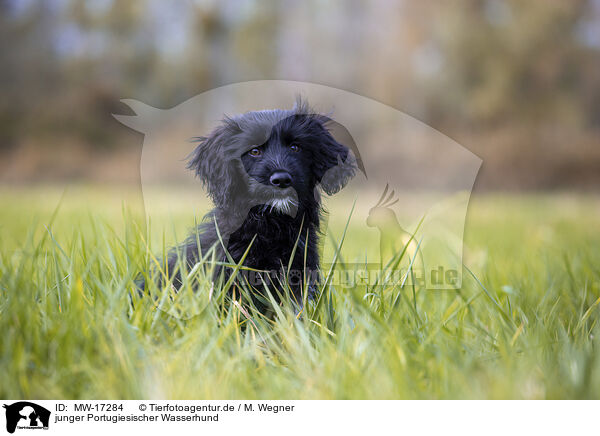 junger Portugiesischer Wasserhund / young portuguese water dog / MW-17284