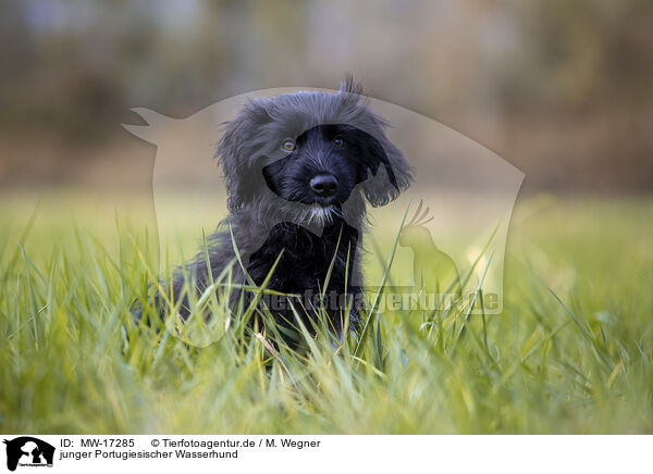 junger Portugiesischer Wasserhund / young portuguese water dog / MW-17285