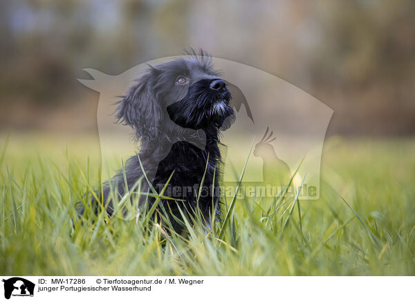 junger Portugiesischer Wasserhund / young portuguese water dog / MW-17286