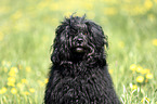 Portugiesischer Wasserhund Portrait