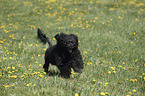 rennender Portugiesischer Wasserhund