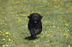 rennender Portugiesischer Wasserhund