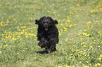 rennender Portugiesischer Wasserhund