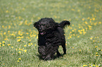 rennender Portugiesischer Wasserhund