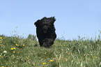 rennender Portugiesischer Wasserhund