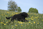 rennender Portugiesischer Wasserhund