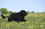 rennender Portugiesischer Wasserhund