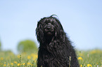 Portugiesischer Wasserhund Portrait