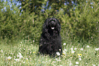 sitzender Portugiesischer Wasserhund