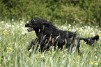 rennender Portugiesischer Wasserhund