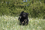 rennender Portugiesischer Wasserhund