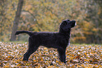 junger Portugiesischer Wasserhund