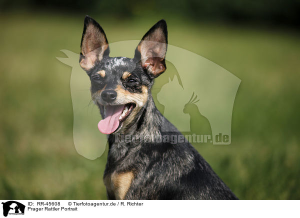 Prager Rattler Portrait / RR-45608