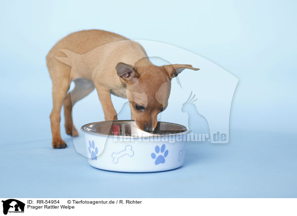 Prager Rattler Welpe / Prague Rattler dog puppy / RR-54954