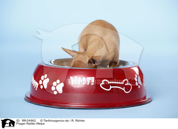Prager Rattler Welpe / Prague Rattler dog puppy / RR-54962