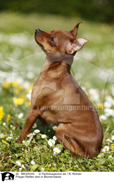 Prager Rattler sitzt in Blumenwiese / Prague Ratter sits in flower meadow / RR-60040