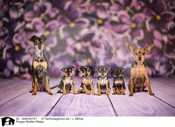 Prager Rattler Welpe / Prague Ratter puppy / JAM-06157