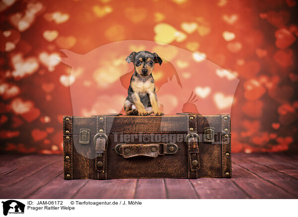 Prager Rattler Welpe / Prague Ratter puppy / JAM-06172