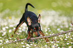 Prager Rattler spielt mit Stckchen