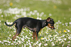 Prager Rattler steht auf Blumenwiese